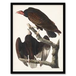 Artery8 John James Audubon Framed Wall Art Print Turkey Buzzard Vulture in White - Size: A4 - thumbnail 1
