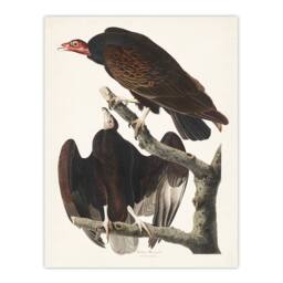 Artery8 John James Audubon Framed Wall Art Print Turkey Buzzard Vulture in White - Size: A4 - thumbnail 3