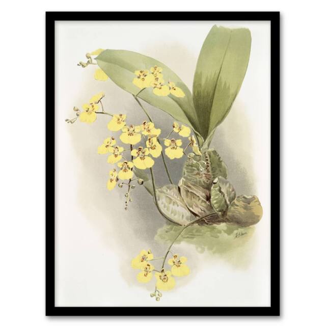 Artery8 Frederick Sander Turtle Shell Orchid Flowers Framed Wall Art Print - Size: A4 - image 1