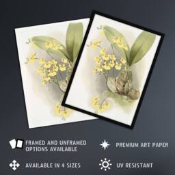 Artery8 Frederick Sander Turtle Shell Orchid Flowers Framed Wall Art Print - Size: A4 - thumbnail 2