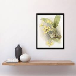 Artery8 Frederick Sander Turtle Shell Orchid Flowers Framed Wall Art Print - Size: A4 - thumbnail 4