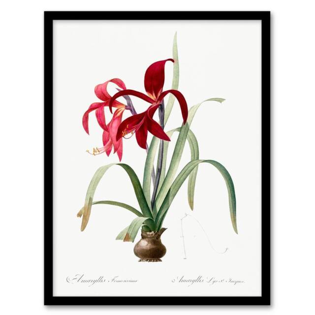 Artery8 Redoute Framed Wall Art Aztec Lily Vintage Botanical Illustration in White - Size: A4 - image 1