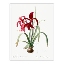 Artery8 Redoute Framed Wall Art Aztec Lily Vintage Botanical Illustration in White - Size: A4 - thumbnail 3