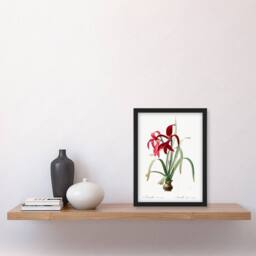 Artery8 Redoute Framed Wall Art Aztec Lily Vintage Botanical Illustration in White - Size: A4 - thumbnail 2