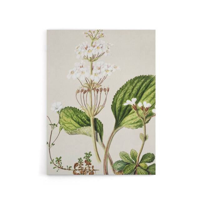"Artery8 New Zealand Ourisia Flowering Plant Featon Canvas Wall Art Print in Beige - Size: W12"" x H16""" - image 1