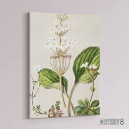 "Artery8 New Zealand Ourisia Flowering Plant Featon Canvas Wall Art Print in Beige - Size: W12"" x H16""" - thumbnail 2