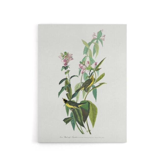"Artery8 Green Black Capped Flycatcher Audubon Nature Canvas Wall Art in White - Size: W18"" x H24""" - image 1