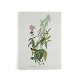 "Artery8 Green Black Capped Flycatcher Audubon Nature Canvas Wall Art in White - Size: W18"" x H24""" - thumbnail 1