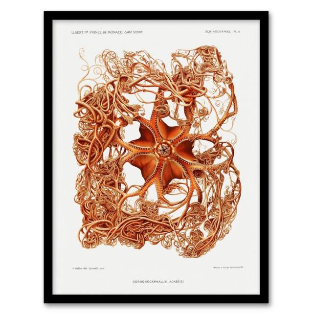"Artery8 Deep Sea Basket Star Illustration Albert I Framed Wall Art Print in White - Size: W12"" x H16""" - image 1