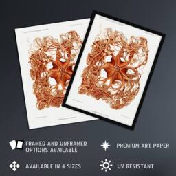 "Artery8 Deep Sea Basket Star Illustration Albert I Framed Wall Art Print in White - Size: W12"" x H16""" - thumbnail 2