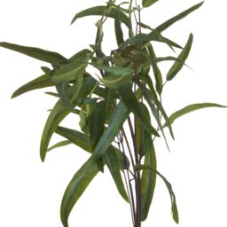 Love Lace Eucalyptus Nicholii Spray Artificial Flower in Green - thumbnail 4