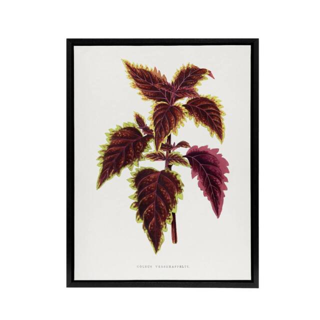 "Artery8 AF Lydon Benjamin Fawcett Red Coleus Plant Leaf Framed Canvas Art in White - Size: W12"" x H16""" - image 1