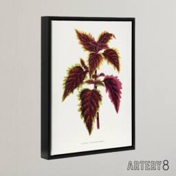 "Artery8 AF Lydon Benjamin Fawcett Red Coleus Plant Leaf Framed Canvas Art in White - Size: W12"" x H16""" - thumbnail 2
