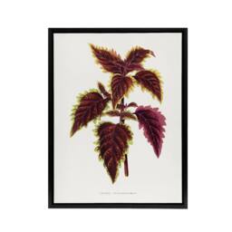 "Artery8 AF Lydon Benjamin Fawcett Red Coleus Plant Leaf Framed Canvas Art in White - Size: W12"" x H16""" - thumbnail 1