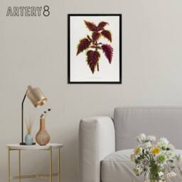 "Artery8 AF Lydon Benjamin Fawcett Red Coleus Plant Leaf Framed Canvas Art in White - Size: W12"" x H16""" - thumbnail 3