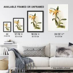 Artery8 Frederick Sander Laelia & Cattleya Orchid Hybrid Framed Art Print - Size: A4 - thumbnail 3