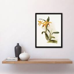 Artery8 Frederick Sander Laelia & Cattleya Orchid Hybrid Framed Art Print - Size: A4 - thumbnail 4