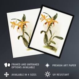 Artery8 Frederick Sander Laelia & Cattleya Orchid Hybrid Framed Art Print - Size: A4 - thumbnail 2