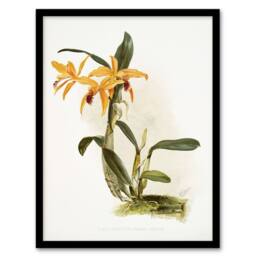 Artery8 Frederick Sander Laelia & Cattleya Orchid Hybrid Framed Art Print - Size: A4 - thumbnail 1