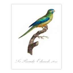 Artery8 Francois Levaillant Framed Wall Art Print Turquoise Ground Parakeet in White - Size: A4 - thumbnail 3
