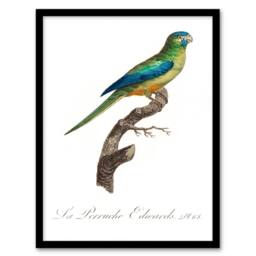 Artery8 Francois Levaillant Framed Wall Art Print Turquoise Ground Parakeet in White - Size: A4 - thumbnail 1