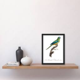 Artery8 Francois Levaillant Framed Wall Art Print Turquoise Ground Parakeet in White - Size: A4 - thumbnail 2
