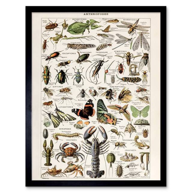 "Artery8 Millot Encyclopedia Arthropods Exoskeleton Animals Framed Art Print - Size: W12"" x H16""" - image 1