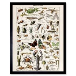 "Artery8 Millot Encyclopedia Arthropods Exoskeleton Animals Framed Art Print - Size: W12"" x H16""" - thumbnail 1