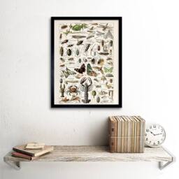 "Artery8 Millot Encyclopedia Arthropods Exoskeleton Animals Framed Art Print - Size: W12"" x H16""" - thumbnail 2