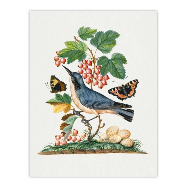 "Artery8 Warbler Bird & Red Admiral Butterfly Bolton Wall Art Poster Print in White - Size: W24"" x H32""" - image 1