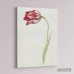 "Artery8 Pink Tulip Flower Drawing Jean Bernard Vintage Canvas Wall Art in White - Size: W18"" x H24""" - thumbnail 2