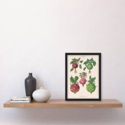 Artery8 Ernst Benary Kohlrabi Turnip Cabbage Varieties Framed Wall Art Print in White - Size: A4 - thumbnail 2