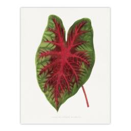 "Artery8 AF Lydon B Fawcett Caladium Bicolor Splendens Leaf Wall Art Print in White - Size: W12"" x H16""" - thumbnail 1