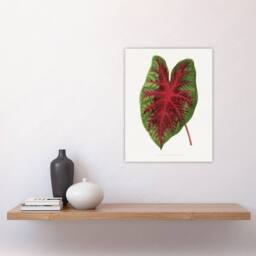 "Artery8 AF Lydon B Fawcett Caladium Bicolor Splendens Leaf Wall Art Print in White - Size: W12"" x H16""" - thumbnail 4