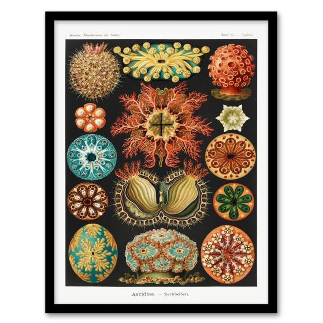 Artery8 Ernst Haeckel Framed Wall Art Print Ascidiae Colourful Marine Life - Size: A4 - image 1