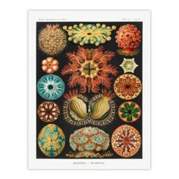 Artery8 Ernst Haeckel Framed Wall Art Print Ascidiae Colourful Marine Life - Size: A4 - thumbnail 3