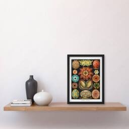 Artery8 Ernst Haeckel Framed Wall Art Print Ascidiae Colourful Marine Life - Size: A4 - thumbnail 2