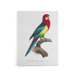 "Artery8 The Eastern Rosella Parrot Levaillant Canvas Wall Art Print in White - Size: W12"" x H16""" - thumbnail 1
