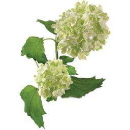 Bloom Artificial Single Cream Guelder Rose Branch Stem - Faux Silk Flower Indoor Home Floral Decoration - Measures L60cm - thumbnail 1