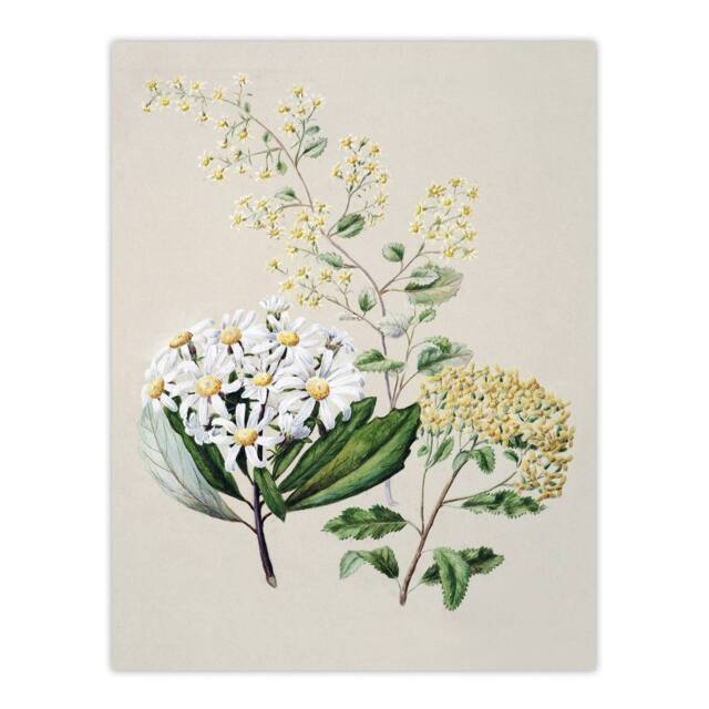"Artery8 New Zealand Three Senecio Flower Species Featon Wall Art Poster Print in Beige - Size: W12"" x H16""" - image 1