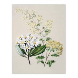 "Artery8 New Zealand Three Senecio Flower Species Featon Wall Art Poster Print in Beige - Size: W12"" x H16""" - thumbnail 1