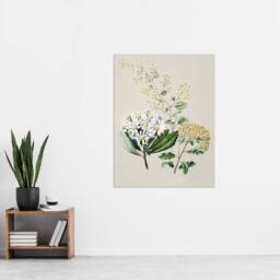 "Artery8 New Zealand Three Senecio Flower Species Featon Wall Art Poster Print in Beige - Size: W12"" x H16""" - thumbnail 4