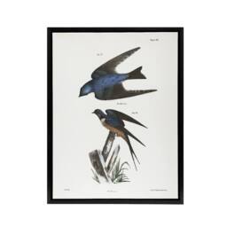 "Artery8 James De Kay White Bellied & Barn Swallow Framed Canvas Art Print - Size: W12"" x H16""" - thumbnail 1