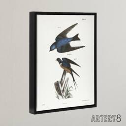 "Artery8 James De Kay White Bellied & Barn Swallow Framed Canvas Art Print - Size: W12"" x H16""" - thumbnail 2