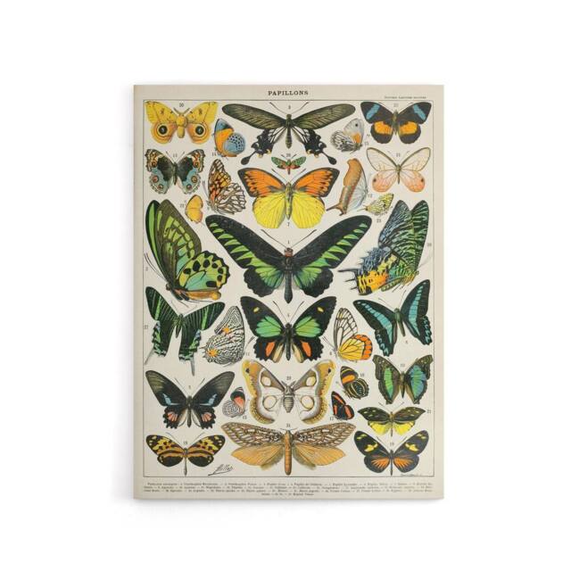 "Artery8 Millot Encyclopedia Page Butterflies Canvas Wall Art Print - Size: W24"" x H32""" - image 1
