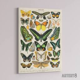 "Artery8 Millot Encyclopedia Page Butterflies Canvas Wall Art Print - Size: W24"" x H32""" - thumbnail 2