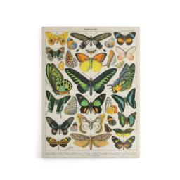 "Artery8 Millot Encyclopedia Page Butterflies Canvas Wall Art Print - Size: W24"" x H32""" - thumbnail 1