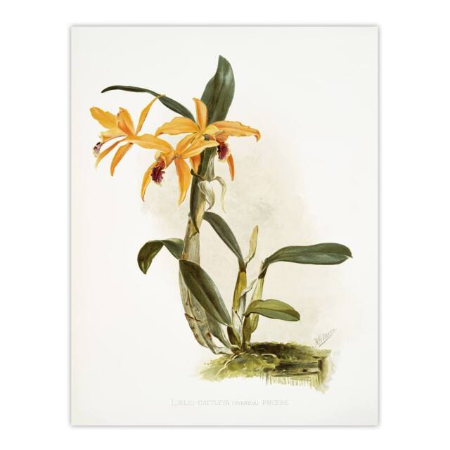 "Artery8 Frederick Sander Laelia & Cattleya Orchid Hybrid Wall Art Print - Size: W12"" x H16""" - image 1