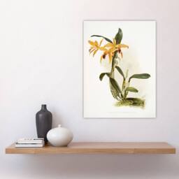 "Artery8 Frederick Sander Laelia & Cattleya Orchid Hybrid Wall Art Print - Size: W12"" x H16""" - thumbnail 4
