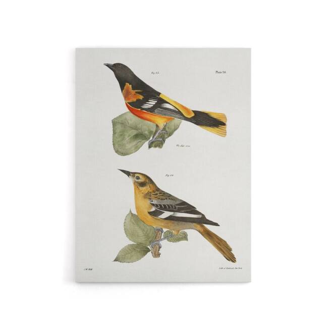 "Artery8 James Ellsworth De Kay Golden Oriole & Ditto Canvas Wall Art Print in White - Size: W12"" x H16""" - image 1